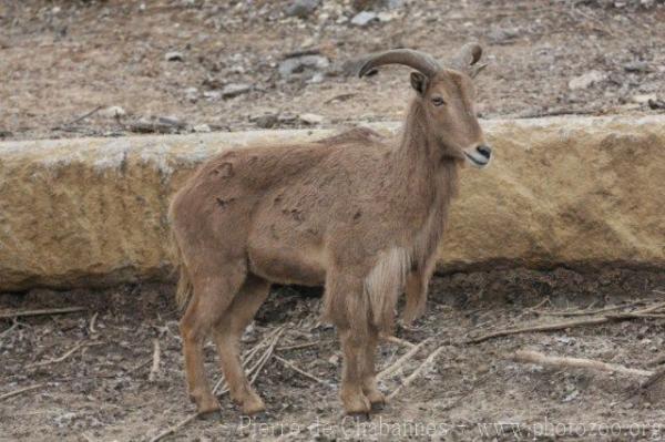 Kordofan aoudad