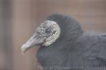 American black vulture