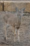 White-tailed deer