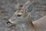 White-tailed deer