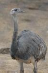 Greater rhea