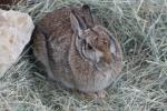 Eastern cottontail