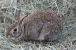 Eastern cottontail