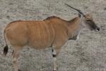 Common eland