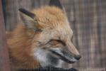 Red fox