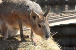 Patagonian mara