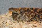 Sonoran gopher snake