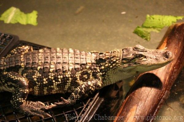 American alligator