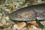 Bowfin