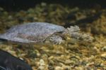 Spiny softshell turtle