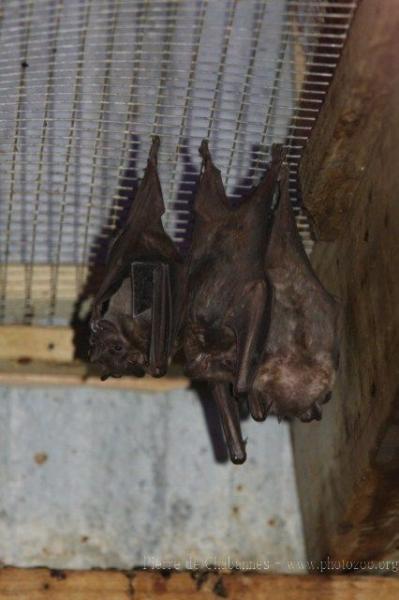 Jamaican fruit-bat