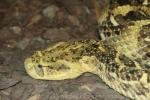 Puff adder