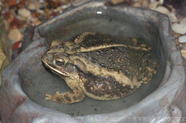 Gulf Coast toad