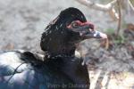 Muscovy duck