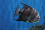 Atlantic spadefish