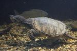 Common snapping turtle