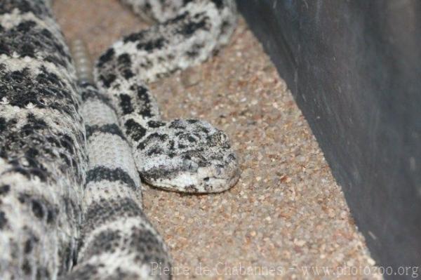 Speckled rattlesnake