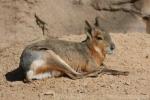 Patagonian mara