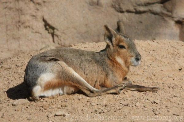 Patagonian mara