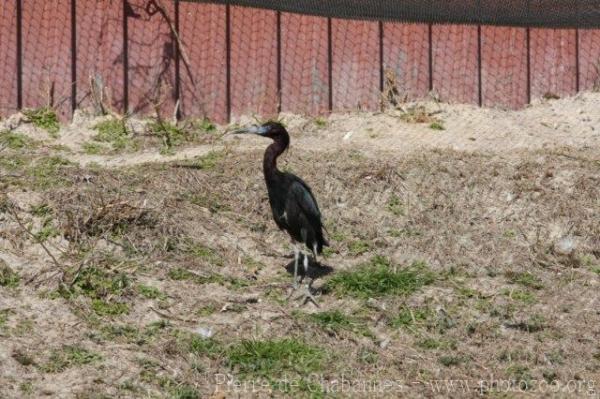 Little blue heron