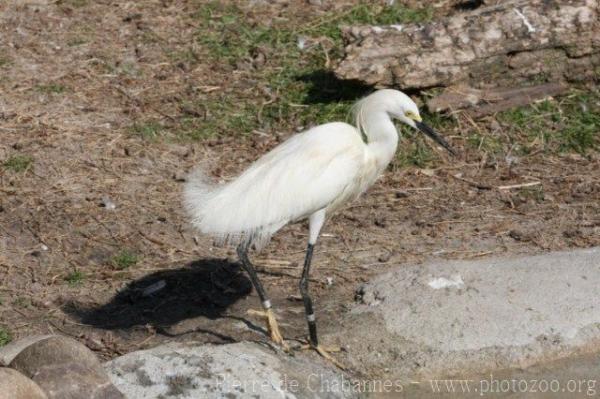 Snowy egret