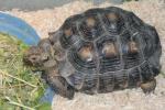 Californian desert tortoise