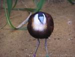 African jacana