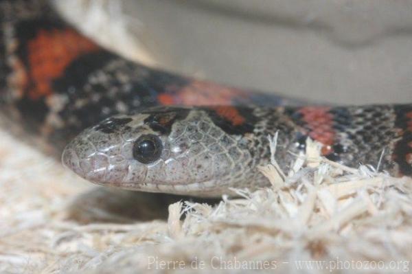 Mexican kingsnake