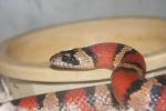 Sonoran mountain kingsnake