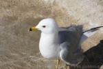 Ring-billed gull