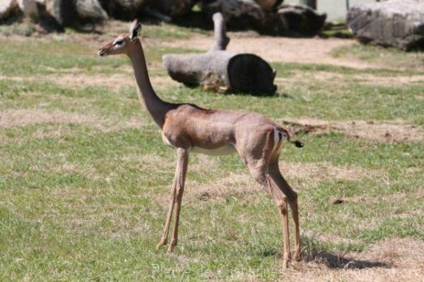 Southern gerenuk