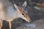 Guenther's dik-dik