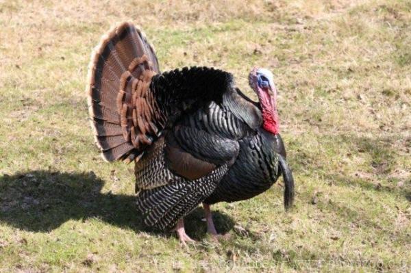 Wild turkey