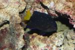 Yellowtail damselfish