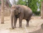 Asian elephant *