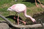 Lesser flamingo