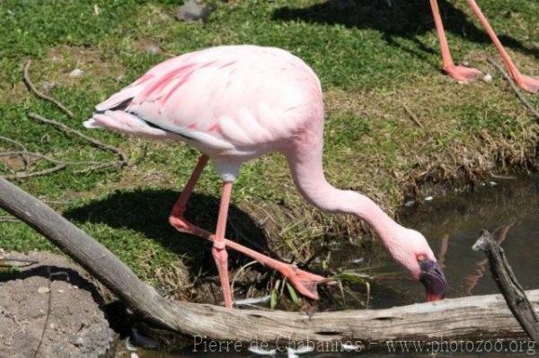 Lesser flamingo