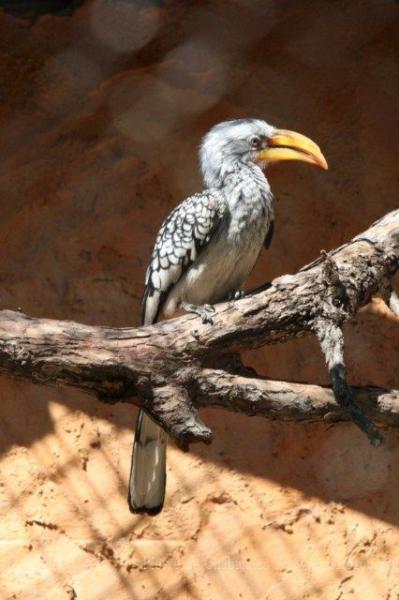 Southern yellow-billed hornbill