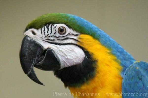 Blue-and-gold macaw