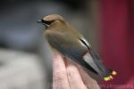 Cedar waxwing