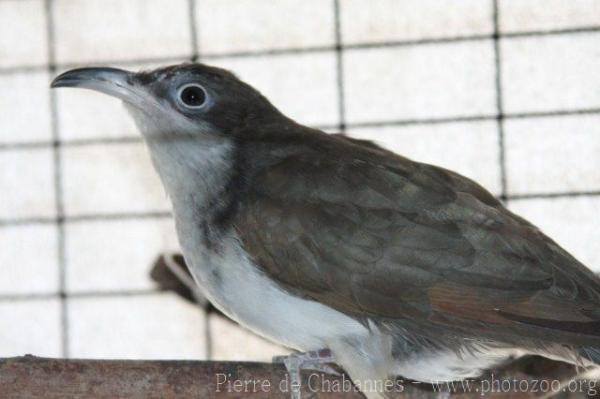 Yellow-billed cuckoo