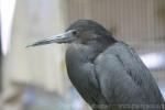 Little blue heron