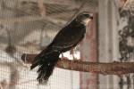 Mississippi kite