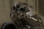 Eastern screech-owl