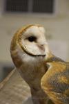 Common barn owl