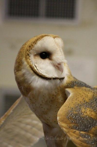 Common barn owl