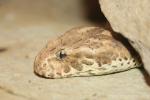 Common death adder