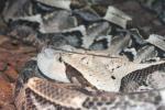 West-African gaboon viper