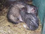 African brush-tailed porcupine