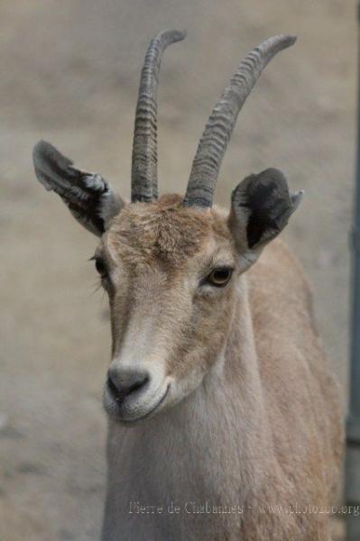 Nubian ibex